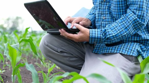 Farmers use laptop computer to record the growth of corn plants in the field in the morning.