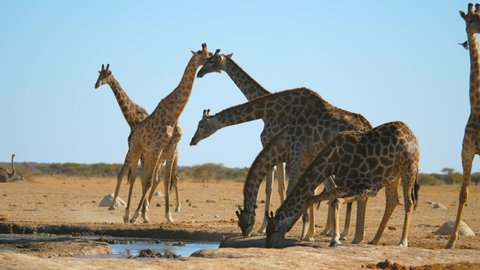 Tower of Giraffe drink from waterhole in the heart of the Kalahari Desert, Botswana