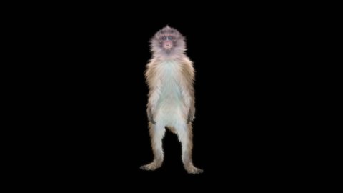 monkeys Dance CG fur 3d rendering animal realistic CGI VFX Animation Loop  composition 3d mapping cartoon, with Alpha matte