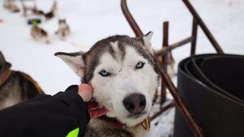 Close Up Point of View Shot of a Hand Petting an Alaskan Husky Sled Dog