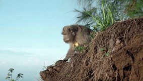 Video of a monkey sitting on the ground and eating fruit in the wild