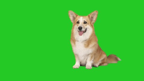 welsh corgi dog on green screen
