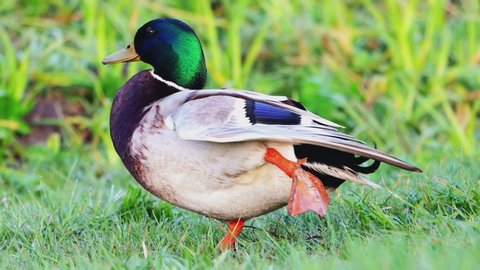Mallard Wild Duck in the Nature
