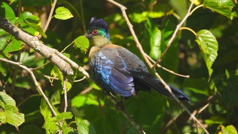 Purple-crested turaco preens iridescent feathers in mulberry tree on sunny day
