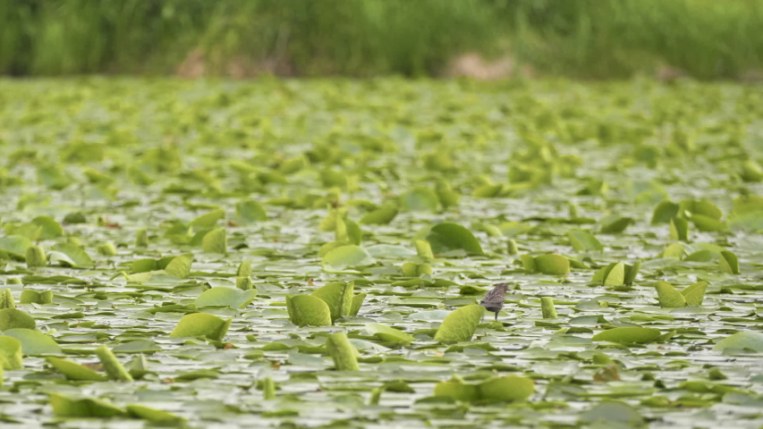 Hungry Finch Bird Searching For Food Under Lily Pads