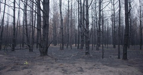 Panoramic shot of charred forest