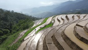 Aerial video in an amazing landscape, with drone, above rice terraces in a beautiful day. Aerial view of agriculture in rice fields for cultivation. Natural the texture for background