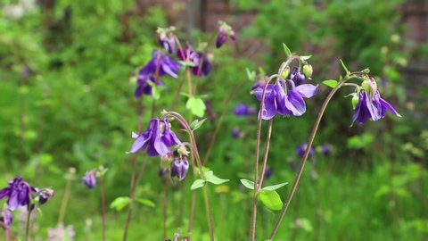 Blue aquilegia (columbine) flowers blown by wind in garden in sunny day. Side view, close up.