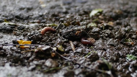two large earthworms emerge from the soil after warm summer rain. Shy worms hide in a hole.