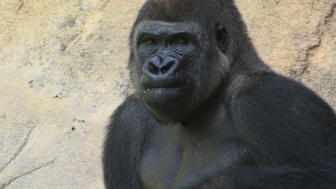 Gorilla eating in a natural park - Western lowland gorilla