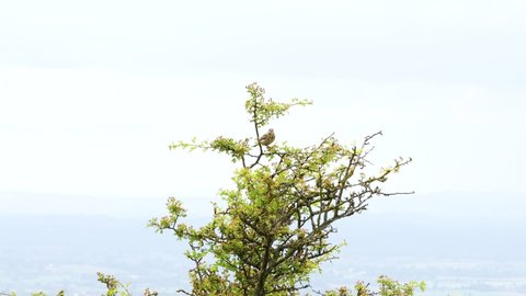 A skylark in a bush 
