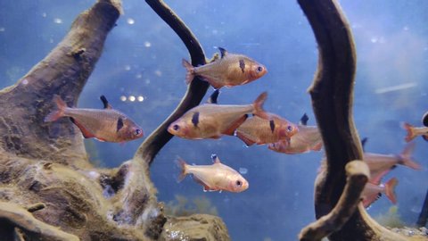 Group of serpae tetra fish swimming in water tank among moss covered branches