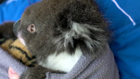 Closeup Portrait Of Rescued Koala, Australian Bushfires.