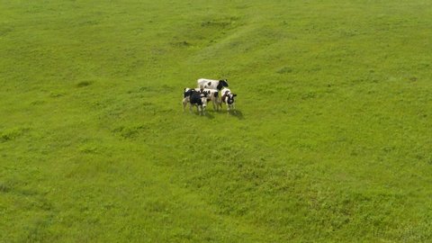Bulls graze in the meadow