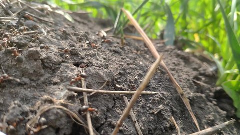 Big ants working on Anthill nest