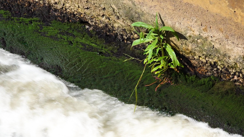 A green plant grows from a concrete wall, amid a stream of water