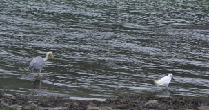 Grey Heron and Little Egret wading birds catching eating shallow river water