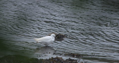 Little Egret white wading bird catching eating small fish sallow water