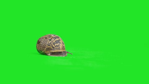 4K garden snail crawling on green screen isolated with chroma key