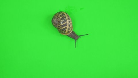 4K garden snail crawling on green screen isolated with chroma key