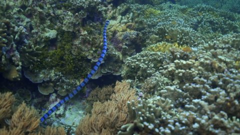 Slow motion shot of striped blue sea snake swimming with fish over coral - Wakatobi Regency, Indonesia