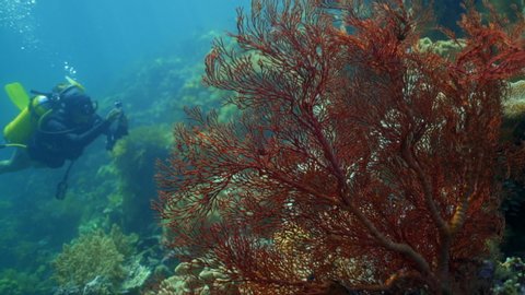 Slow motion panning shot of woman filming while swimming over coral in ocean - Wakatobi Regency, Indonesia