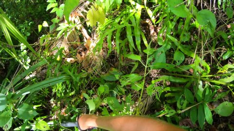 POV shot of man cutting plants with machete while hiking in jungle on sunny day - Wakatobi Regency, Indonesia