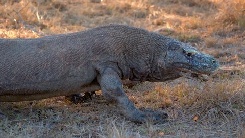 Close-up panning shot of Komodo dragon crawling on grass in forest - Komodo Island, Indonesia