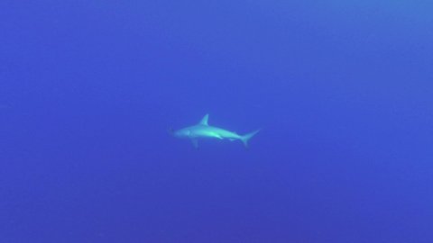 Shark Hammerhead slowly swim in the blue water background. Scalloped hammerhead or Hammerhead shark - Sphyrna lewini, Underwater shots
