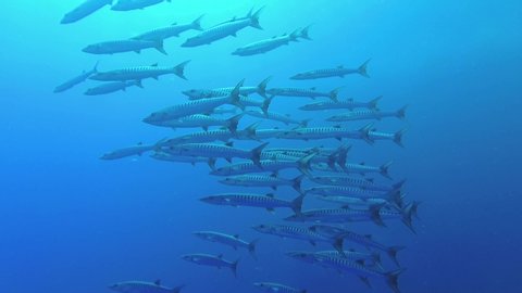 School of Barracudas swim in the blue water background. Blackfin barracuda - Sphyraena jelio, Underwater shots