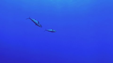 Slow motion - Two tunas slowly swim in blue water background, Underwater shots