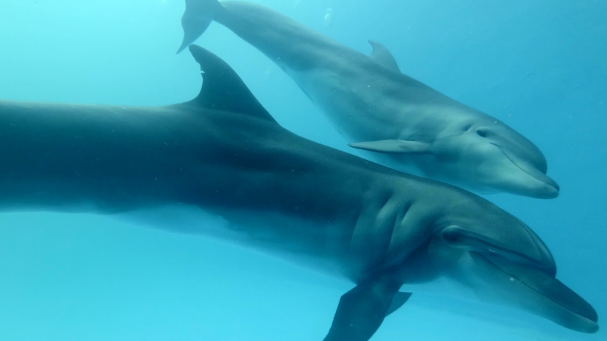 Mom with baby dolphin floats approaching to the camera - Close up of Bottlenose Dolphins swims in the dolphinarium. Underwater shot.   Royalty-Free Stock Footage #1054052126