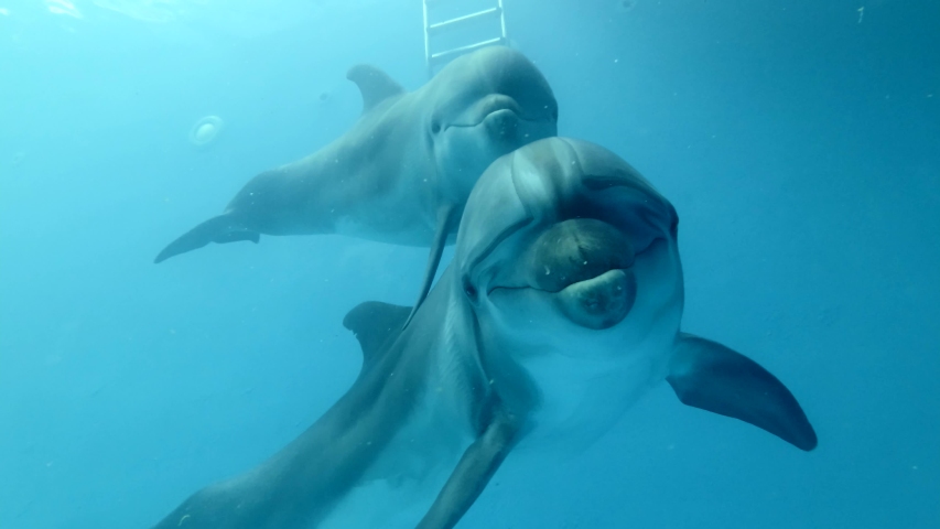 Mom with baby dolphin floats approaching to the camera - Close up of Bottlenose Dolphins swims in the dolphinarium. Underwater shot.   | Shutterstock HD Video #1054052126