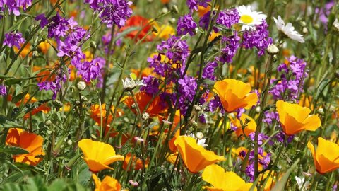 Eschscholzia californica poppy, wild phlox and marguerite in front of flower field in the nature
