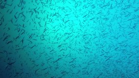 Sardines fish fry underwater video 
