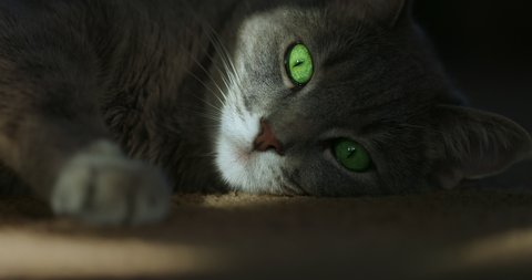 A streak of light slowly moves along the face of a beautiful gray cat with fantastic bright-green eyes. The cat is lying calmly on the floor and staring straight to the camera. స్టాక్ వీడియో
