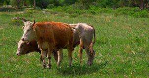 bull grazes in a pasture eating the green grass in the summer high quality videos 4K resolution