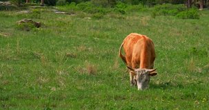 bull grazes in a pasture eating the green grass in the summer high quality videos 4K resolution