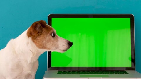 Side viewof little dog looking at green computer screen while sitting against blue background