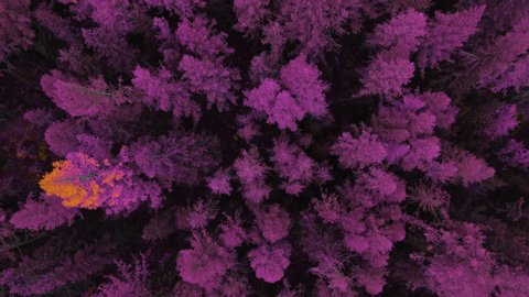 Amazing and Grand Bewitched Modern Scenery of Motion Journey Fantasy. Big Violet Wallpaper Pattern in Paint Art Nature. Aerial View Forest Landscape in Magic Day. Concept Wildlife and Nature Wide Shot Arkivvideo