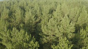 Beautiful view of pine forest on sunny day, slow motion effect. Drone video recording