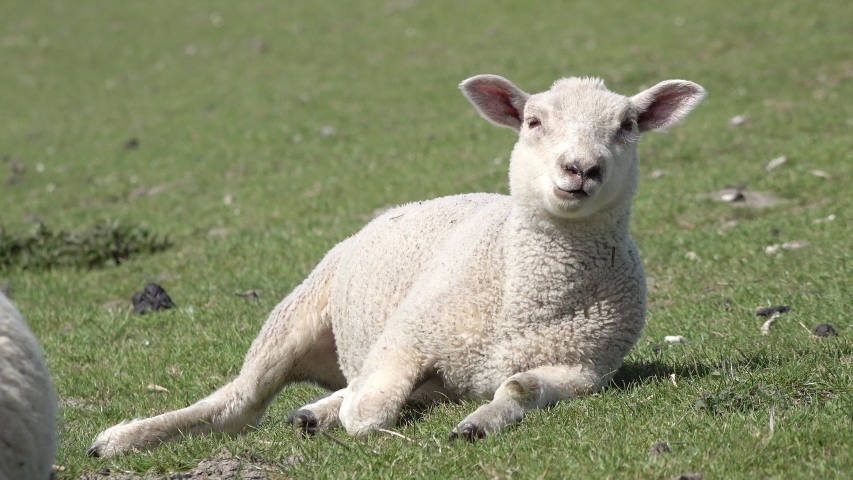 Cute white  lamb lying on meadow in springtime 