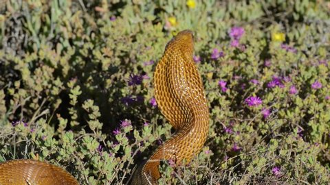 A large Cape cobra rears up threatens an intruder in South Africa