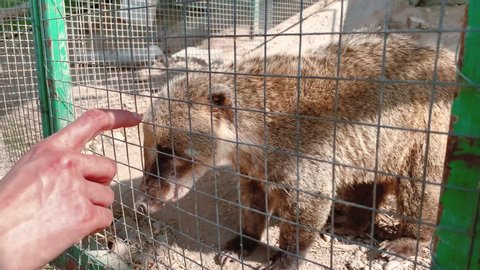 Feeding coati mammals from behind a fence. Animal enclosure