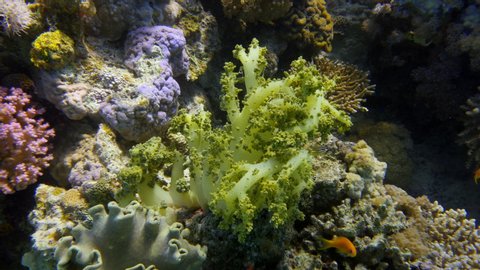 Colourful coral reefs underwater.
Red sea wild life
