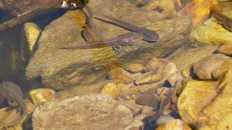 Closeup shot of the tadpoles in a shallow pond, taken with a super tele lens in UHD