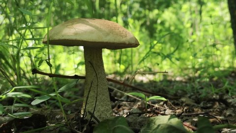 Edible mushroom grows in the forest on the nature.