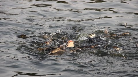 Many Chinese carp (Ctenopharyngodon idella) in the fish pond during feeding, Southeast Asia. The noise of the splashing fish