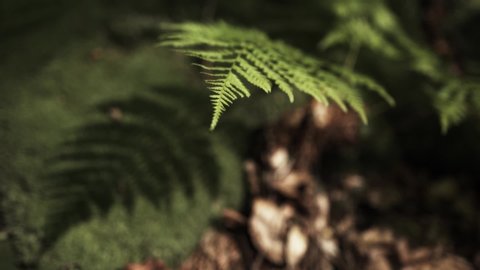 A lone leaf of fern ripples under a light breeze in a forest on a hot summer day, beneath it is a lot of green moss. Greenery background, top view.