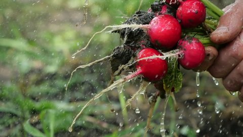 Close-up shot of watering a fresh radish from the summer garden. Tasty and healthy vegetable is washed from dried mud for salad on a blurred background of the garden and grass outside, in slow motion.